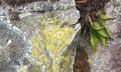 liquens in AMchu Picchu