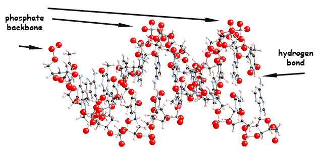 DNA-structure