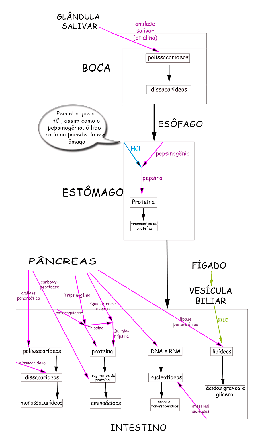 mapa conceitual biologia - digestão química