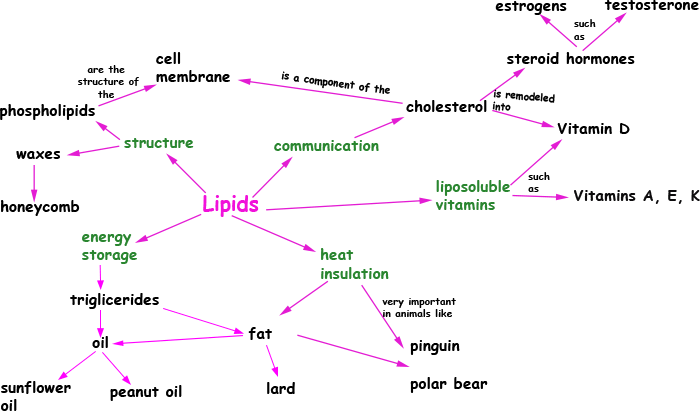 mapa conceitual-lipideos