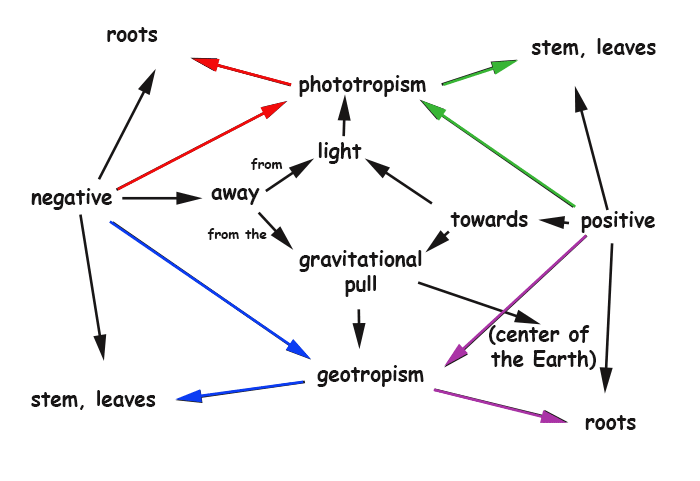 mapa-conceitual-proteinas