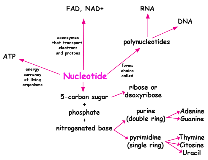 mapa conceitual-nucleotideos