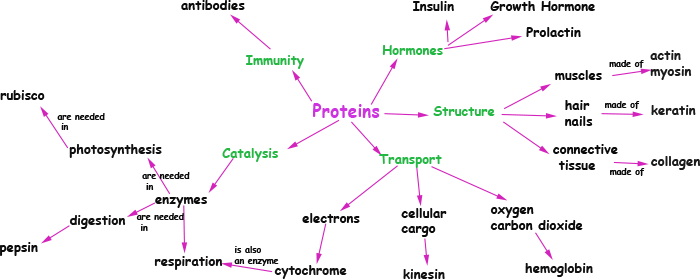 mapa-conceitual-proteinas