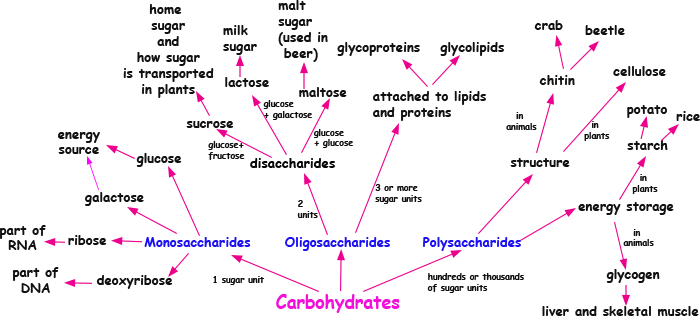 mapa-conceitual-proteinas